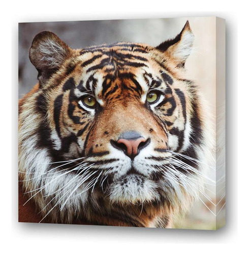 Cuadro 60x60cm Felinos Tigre Rayado Mirando Frente Mirada