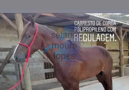 Cabresto Para Cavalos De 4 Nós De Corda Regulável Direto da