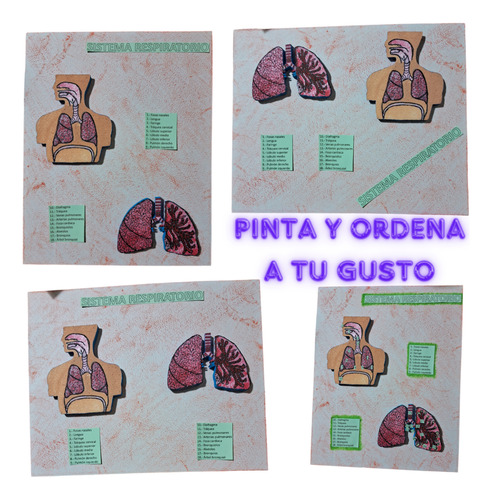 Maqueta Armable Del Sistema Respiratorio