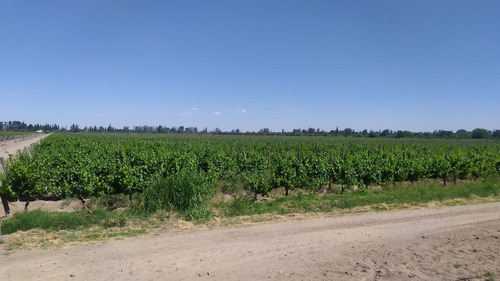 Imagen 10 de 15 de 96 Has Viñedos Y Frutales En Medrano