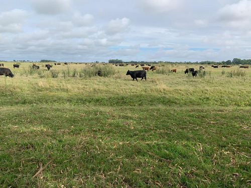 Imagen 10 de 12 de Campo En Venta En Punta Indio - Dacal Bienes Raices