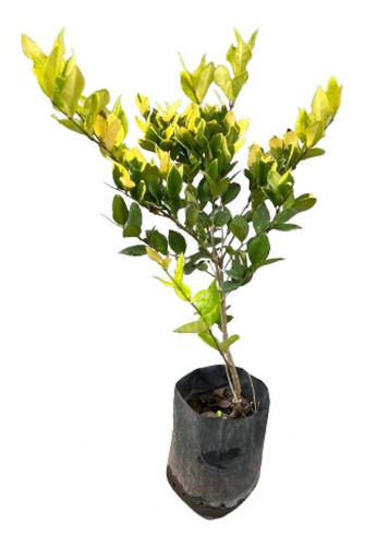 Plantas Cerco Vivo Oleo Texano Vivero Mayorista Pack X25