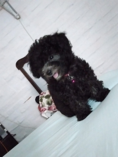 Imagen 5 de 9 de Caniche Toy Negras