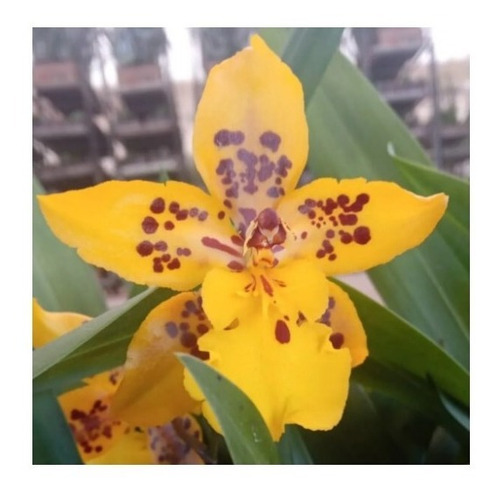 Orquídea Wilsonara Amarela Adulta | Parcelamento sem juros