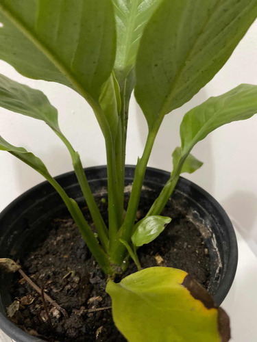 Imagen 5 de 6 de Lirio De La Paz O Cuna De Moisés Planta
