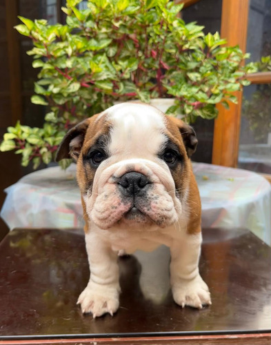 Bulldog Ingles Microchipeados