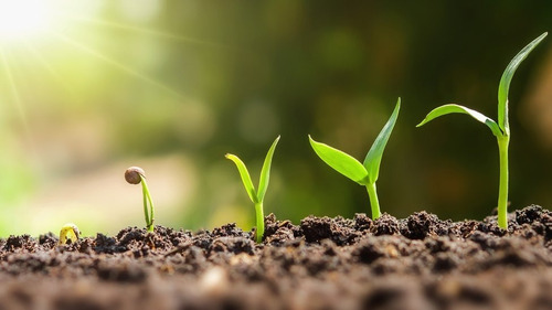 Imagen 8 de 10 de Bio Brew Fertilizante Bioestimulante De Crecimiento Cogoshop