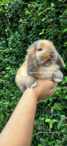 Mini Lop Uruguaio, Mini Coelho, Mini Lop