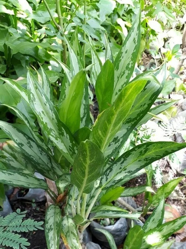 Imagen 1 de 1 de Planta De Aglaonema