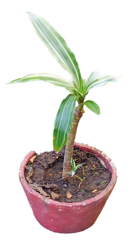 Planta Dracaena Demerensis
