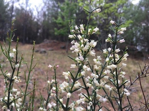 Imagen 8 de 10 de Campo De 510 Hectareas En Venta - Pinar De Los Rios