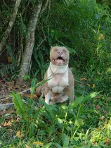 Comprar Cobertura Pit Monster Pit Bull Lilac Padreador Lilac