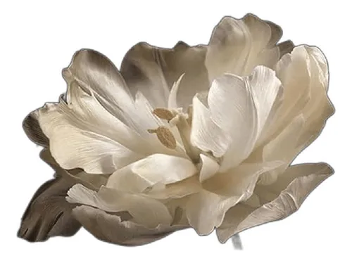 Decoración De Baño Negro Tulipán Blanco Sobre Fondo