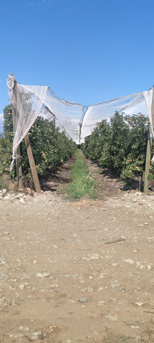 Campo Frutícola En Venta En Linares