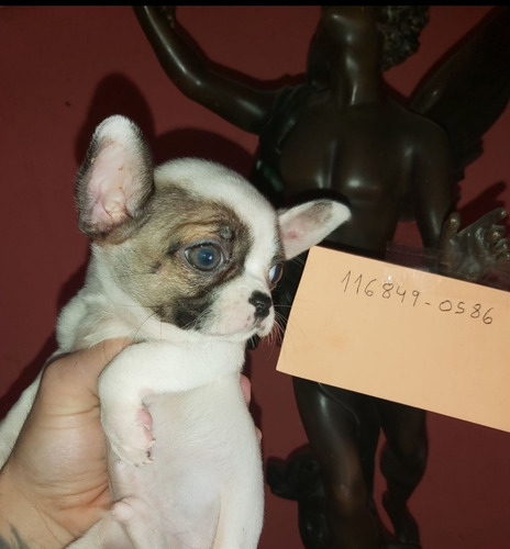 Chihuahua Ojos Azules, Caras Hermosas, Exóticos.