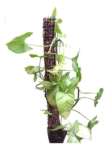 Tutor Para Plantas De Musgo Sphagnum 80 Cm - Horus Grow -