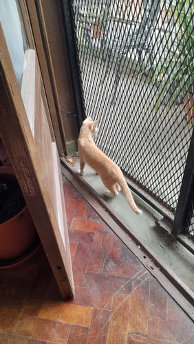 Imagen 3 de 5 de Guardería En Casa Para Gatos