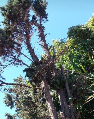 Imagen 6 de 10 de Poda De Arboles Tala Extracciones Palmera Whatsap 1528694955