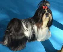 Comprar Cachorros Shih-tzu Con Pedigree Kcu