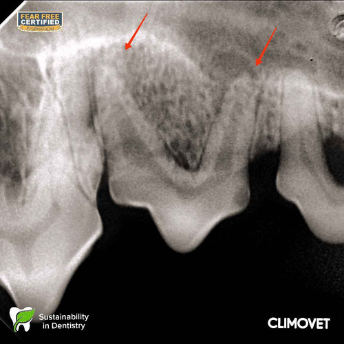 Servicio De Odontología Veterinaria