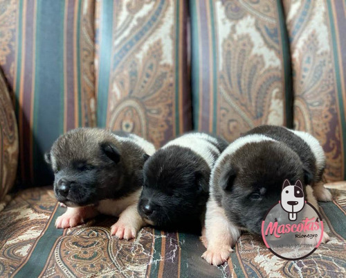 Espectaculares Cachorros Akita Americano Mascotas Rionegro