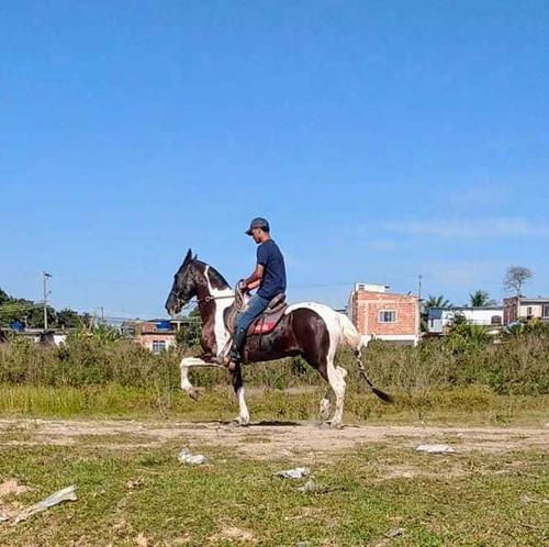 Imagem 4 de 4 de Egua Cavalo