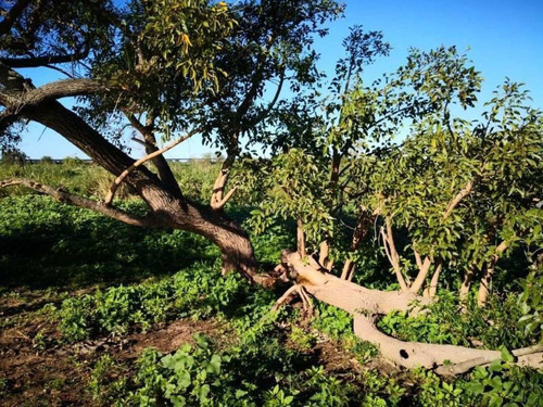 Imagen 6 de 29 de Campo De Isla Ganadero, 2.000 Has Sobre El Paranacito