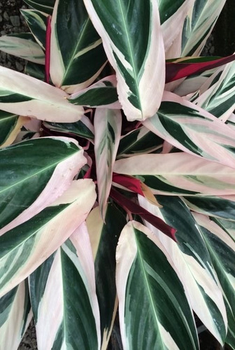 Imagen 2 de 3 de Planta De Interior Maranta Ctenanthe