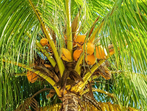 Palma De Coco Amarillo ( Cocos Nucifera ) Más Semillas 