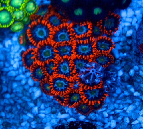 Zoanthus Fire And Ice De 8 A 10 Pólipos