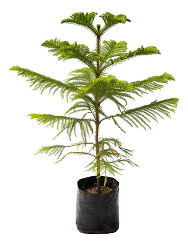 Planta Cuidados Cipres Limon