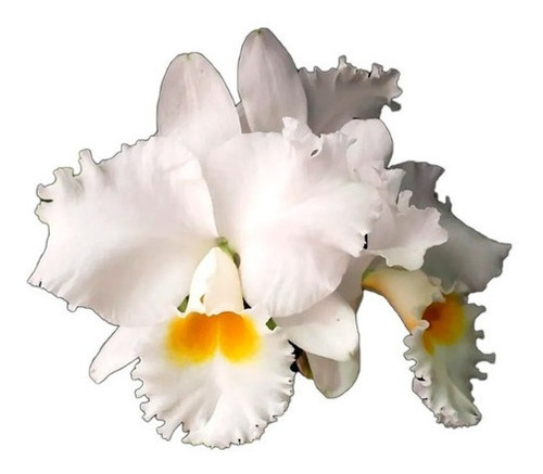 Orquídeas Blc Irmã Dulce 