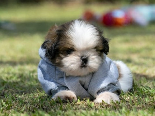 Shih Tzu Imperial Miniatura Machos Aptos Para Pedigree Aekc