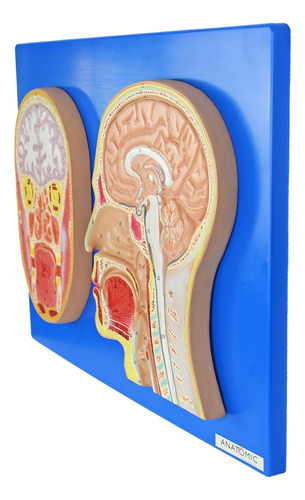 Modelo Anatômico Cabeça Corte Sagital Frontal Placa Anatomic