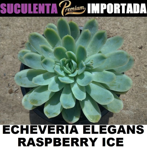Suculenta Echeveria Elegans Raspberry Ice Com 3cm A 10cm