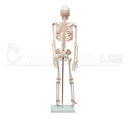 Esqueleto Humano De 85 Cm Com Suporte