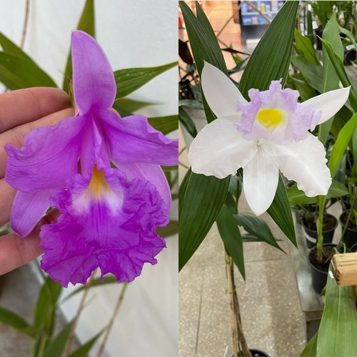 Kit Orquídea Sobralia + Stanhopea Tigrina Muda Adulta