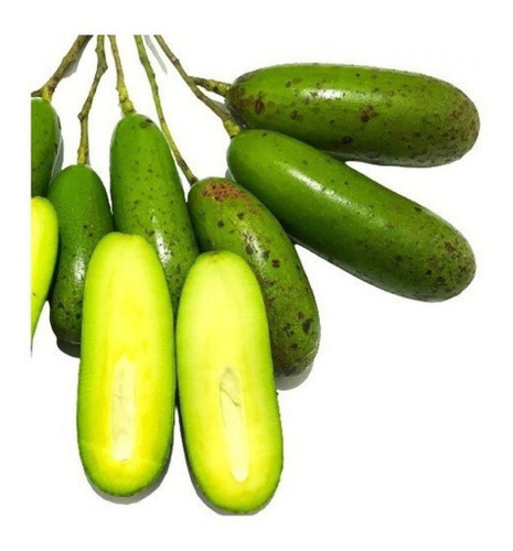 Excelente Muda De Abacate Sem Caroço - Enxertado