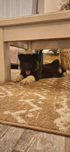 Cachorros Akita Americano