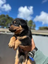 Comprar Perros Rottweiler Puros