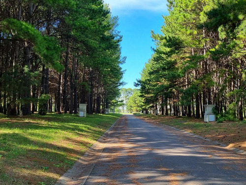 Imagen 7 de 30 de Terreno - Los Pinares C. Club