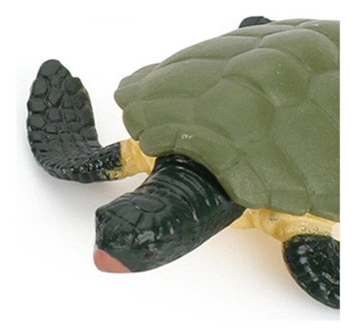 Proceso De Tortuga Multicolor Tortuga Multicolor Tortuga