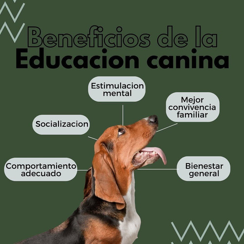 Cursos De Adiestramiento Indumentaria Y Pastelería Canina