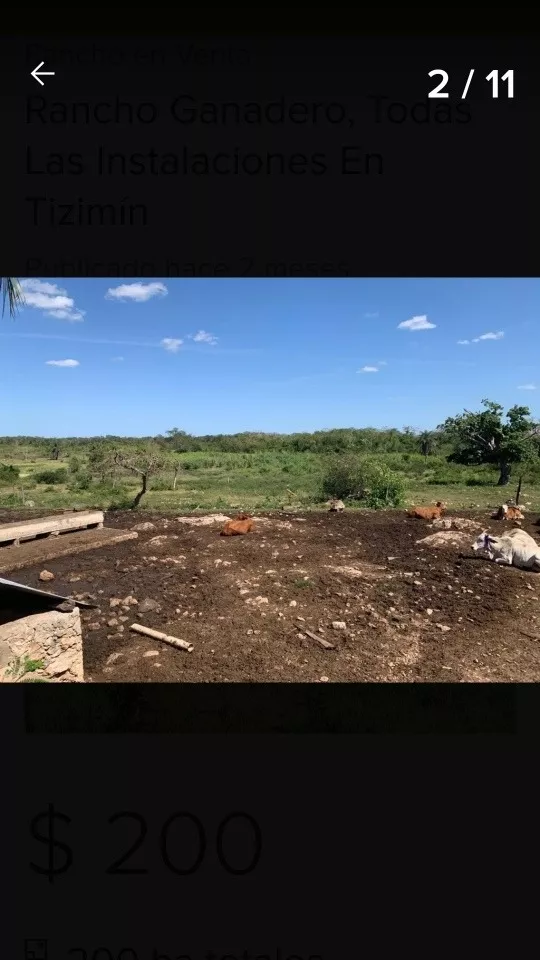 Rancho Ganadero Y Agrícola En Yucatán