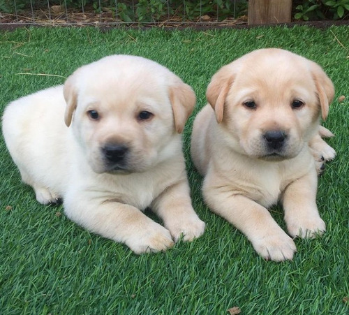 Labrador  Retriever  Felices Fiestas Ladriditoss