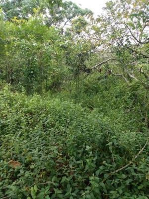 Chácara - Itanhaém/sp - Parque Real 7714 Gtvo