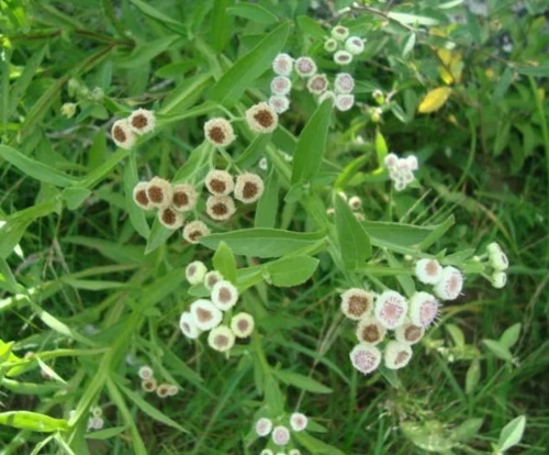 Pluchea Sagittalis (yerba Lucera)