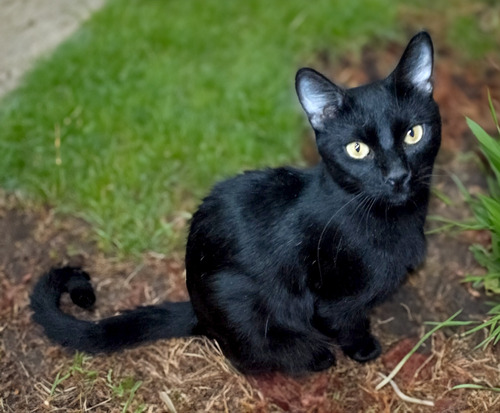 Gato Negro De 8 Meses En Adopcion Responsable