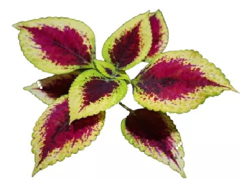 Combo 15 Mudas De Coleus- Coração Magoado Cores Variadas