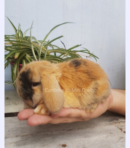 Mini Lop Uruguaio, Mini Coelho, Mini Lop